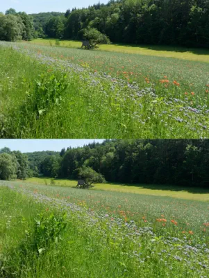 "Summer Impression"